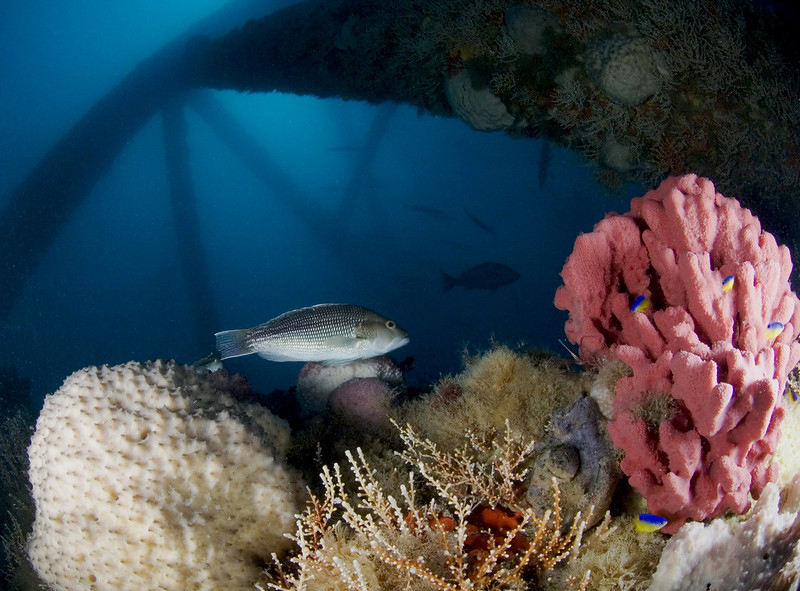 Running Aground – The U.S. Fisheries Management System is Headed for the Rocks